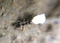 Nylanderia bourbonica