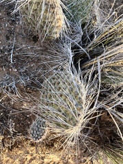 Opuntia trichophora