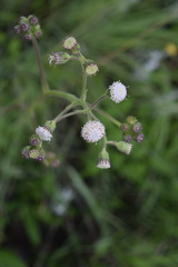Senecio polyodon polyodon