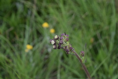 Senecio polyodon polyodon