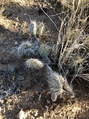 Opuntia trichophora