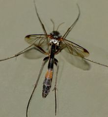 Isoneuromyia harrisi