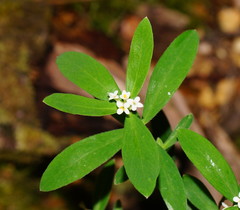 Pimelea drupacea
