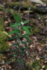 Pimelea drupacea