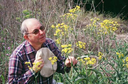 Quayle's ragwort (Senecio quaylei)