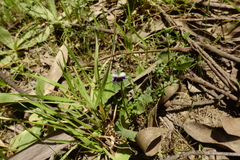 Viola eminens