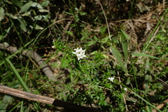 Asperula scoparia scoparia