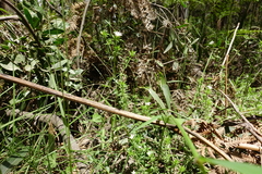 Asperula scoparia scoparia