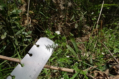 Asperula scoparia scoparia