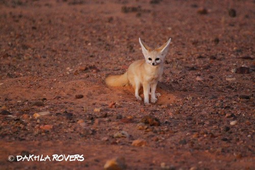 Fennec Fox