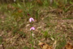 Tetratheca labillardierei