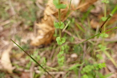 Tetratheca labillardierei