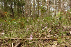 Tetratheca labillardierei