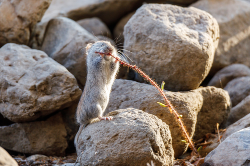 Grey Red-backed Vole, Таймырский Долгано-Ненецкий р-н, Красноярский край, Россия, photo 6 of 10