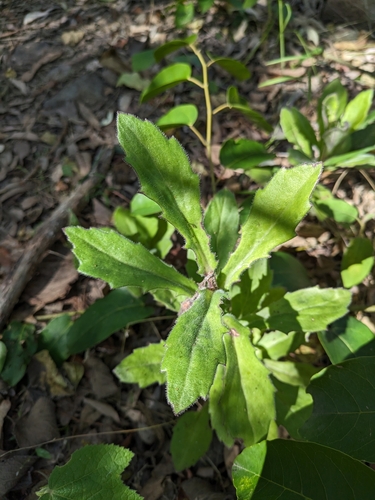 Gynura drymophila, 2023-05-27