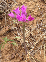 Allium dichlamydeum