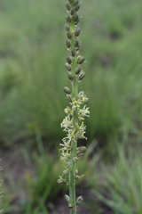 Drimia kniphofioides