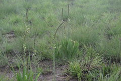 Drimia kniphofioides