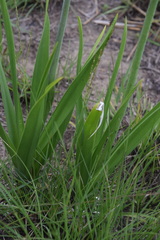 Drimia kniphofioides