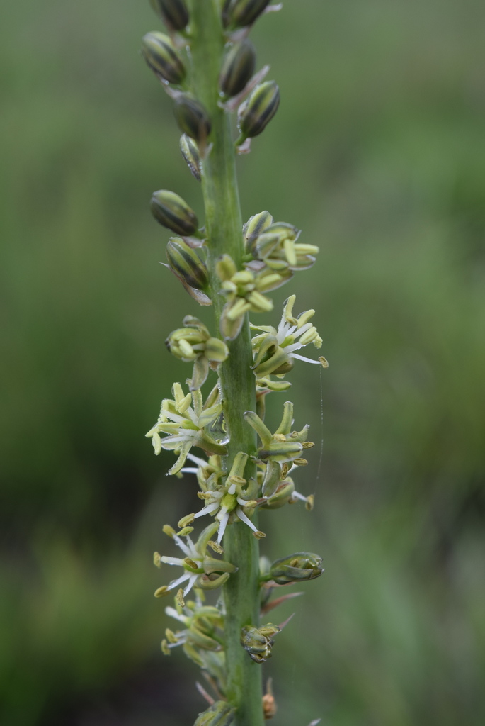 Large Poison Squills