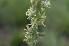 Drimia kniphofioides