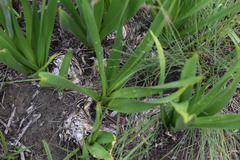 Drimia kniphofioides