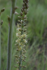 Drimia kniphofioides
