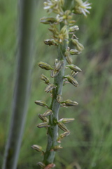 Drimia kniphofioides