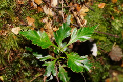 Phyllocladus aspleniifolius