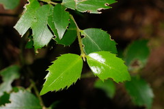 Atherosperma moschatum moschatum
