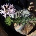 Pelargonium bubonifolium - Photo (c) audissou,  זכויות יוצרים חלקיות (CC BY-NC)