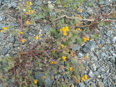 Lotus suaveolens