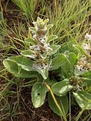 Ajuga ophrydis