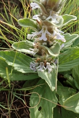 Ajuga ophrydis