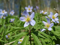 Anemonoides caerulea