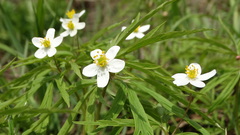 Anemonoides caerulea