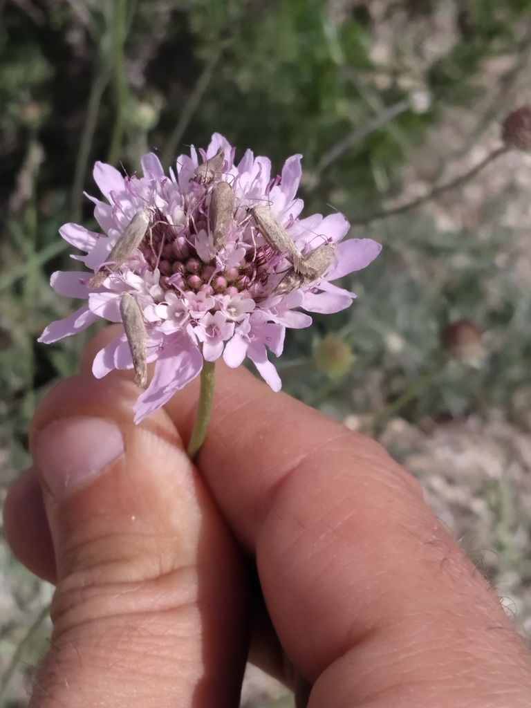 Scythris inertella