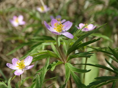 Anemonoides caerulea