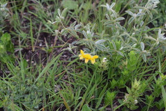 Argyrolobium sericosemium