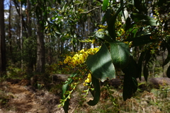 Daviesia laxiflora