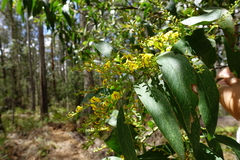 Daviesia laxiflora