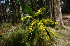 Daviesia laxiflora