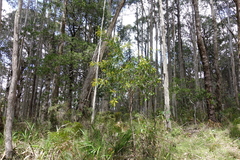 Daviesia laxiflora