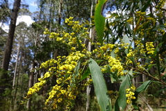 Daviesia laxiflora