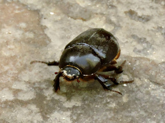 Pentodon algerinus dispar