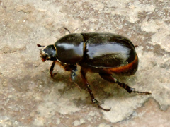 Pentodon algerinus dispar