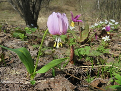 Erythronium sibiricum