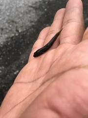 Rhinogobius candidianus