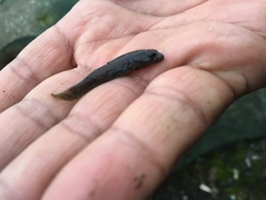 Rhinogobius candidianus
