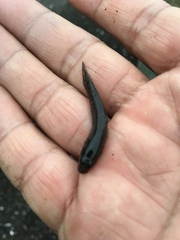 Rhinogobius candidianus